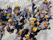 Black-spined Pricklypear