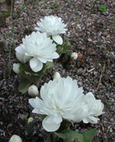 Sanguinaria canadensis ssp. flore plena