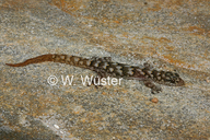 Namaqualand Dwarf Leaf-toed Gecko