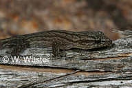 Striped Dwarf Leaf-toed Gecko