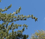Idaho White Pine