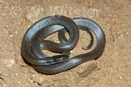Desert Black-headed Snake