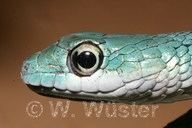 Speckled Green Snake