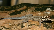 Lygodactylus mombasicus