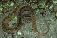 Bothrops mattogrossensis