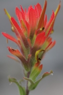 Castilleja applegatei ssp. pallida