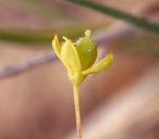 Cleomella parviflora