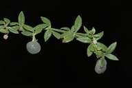Galium californicum ssp. luciense