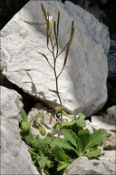 Arabis alpina ssp. alpina