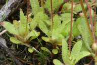 Micranthes bryophora
