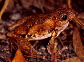 Litoria peronii