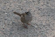 Zonotrichia leucophrys