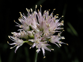 Allium validum