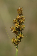 Carex arcta