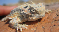 Phrynosoma platyrhinos