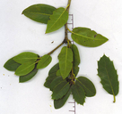 Quercus parvula var. parvula