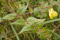 Melampyrum pratense ssp. vulgatum