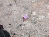 Monardella australis