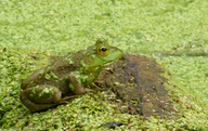 Rana catesbeiana