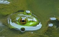 Rana catesbeiana