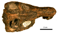 Cynariognathus