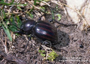 Striped Toktokkie Beetle