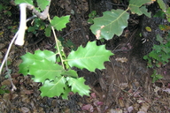 Quercus X morehus