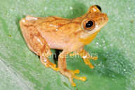 Dendropsophus phlebodes