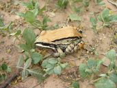 Leptodactylus mystacinus
