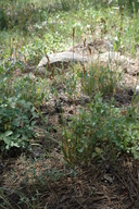 Carex davyi