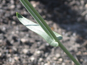Streptanthus bernardinus