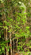 Schoepfia brasiliensis