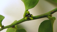Schoepfia brasiliensis