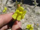 Linaria dalmatica ssp. dalmatica