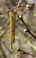 Corylus cornuta ssp. californica