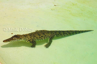 Crocodylus rhombifer