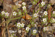 Navarretia divaricata ssp. divaricata