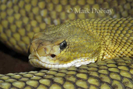 Mexican Westcoast Rattlesnake