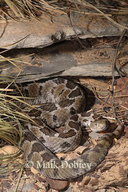 Mexican Pigmy Rattlesnake