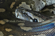 Python natalensis
