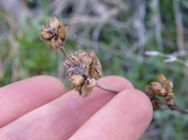 Penstemon heterodoxus var. shastensis