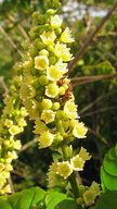 Gouania blanchetiana
