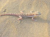 Yellow-tailed Sand Gecko