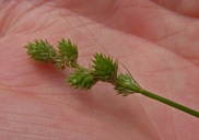 Carex feta