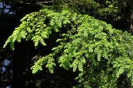 Tsuga heterophylla