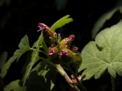 Ribes erythrocarpum