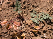 Lomatium martindalei