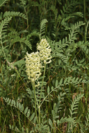 Astragalus canadensis