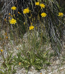 Crepis runcinata ssp. hallii