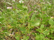 Sidalcea stipularis